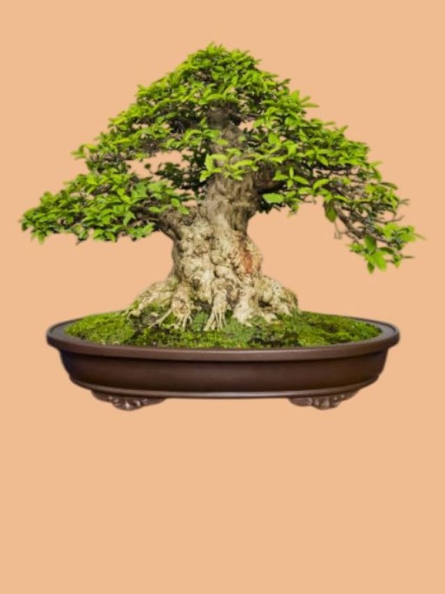 বাড়িতে বনসাই গাছ থাকলে কী হয়? বাস্তু শাস্ত্রের প্রভাব জানুন