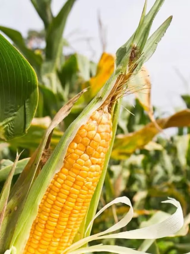 ছাদ বা ব্যালকনি ভরবে বেবি কর্নে, রইল টিপস