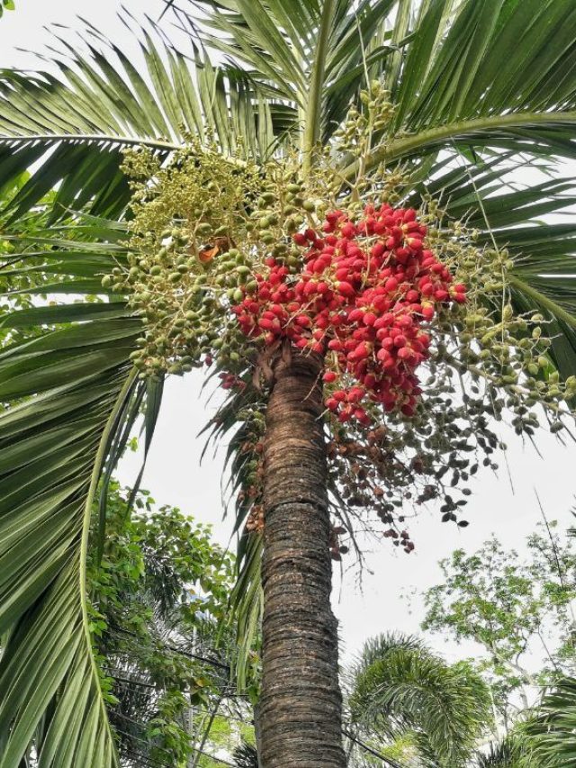 বাড়ির কাছে সুপারির গাছ আছে নাকি? শুভ না অশুভ জেনে নিন