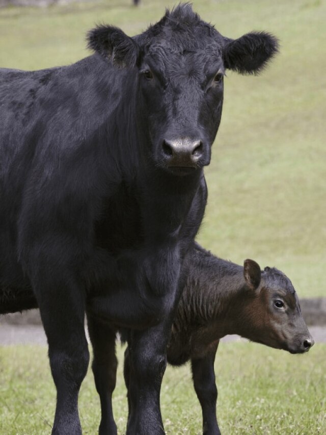 पशुओं को बारिश में भींगने से बचाएं, नहीं तो होगा बड़ा नुकसान