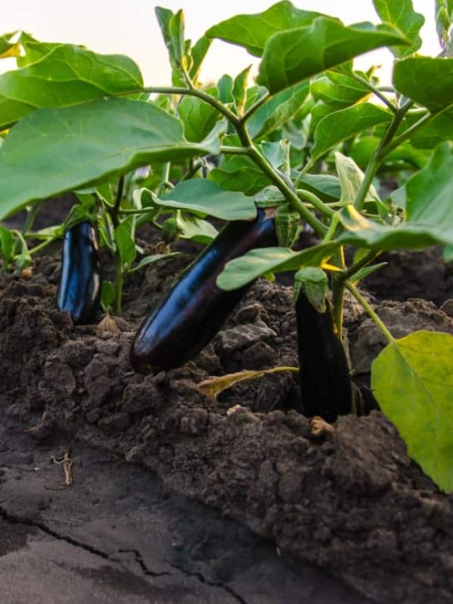 बारिश के मौसम में ऐसे करें बैंगन की खेती, फॉलो करें ये टिप्स