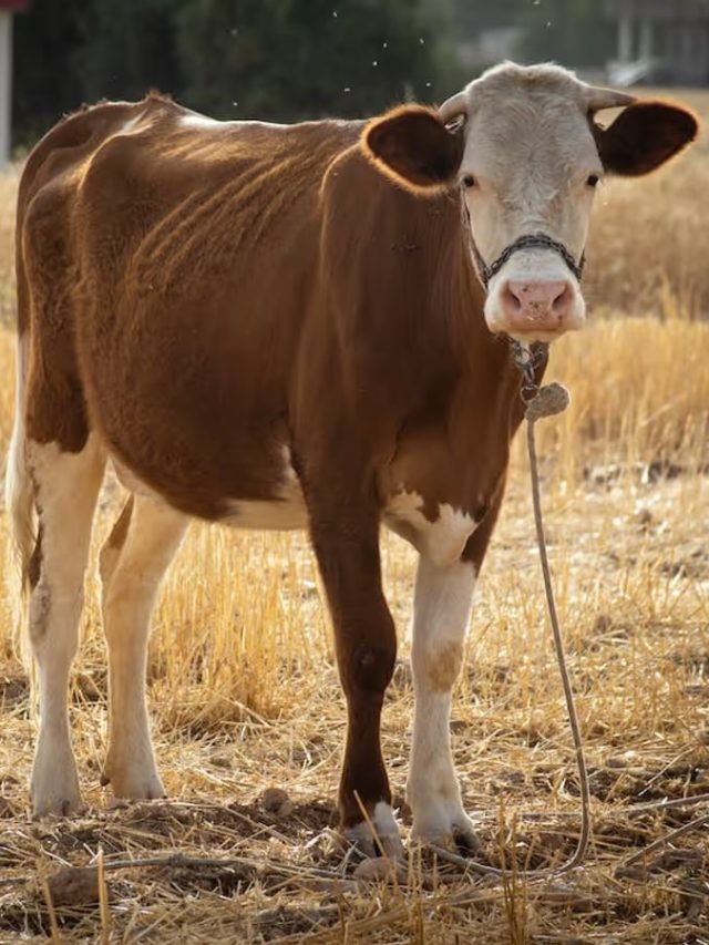गाय पालने का हैं प्लान, तो करें ये जरूरी इंतजाम...