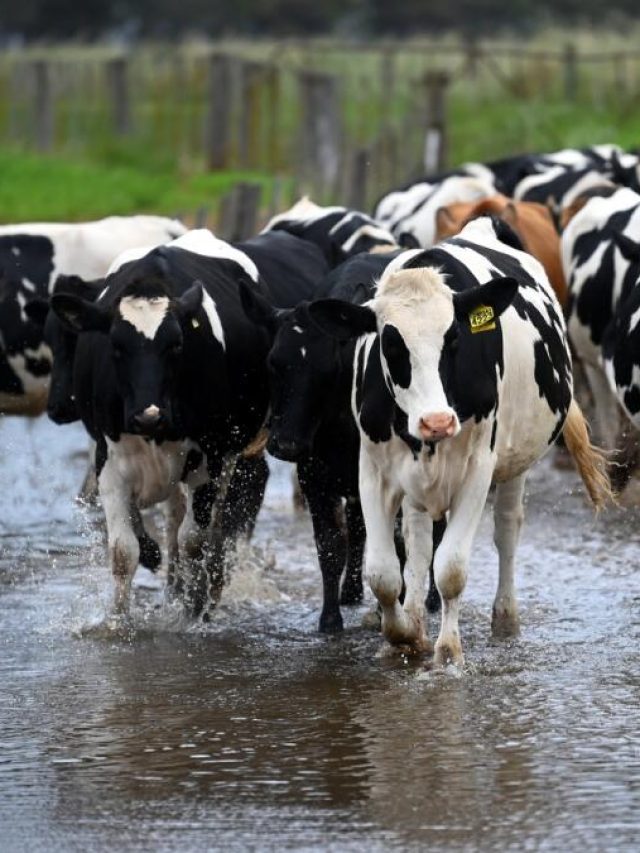 मानसून में पशुपालक अपनाएं ये खास टिप्स, नहीं पड़ेगी दूध की कमी