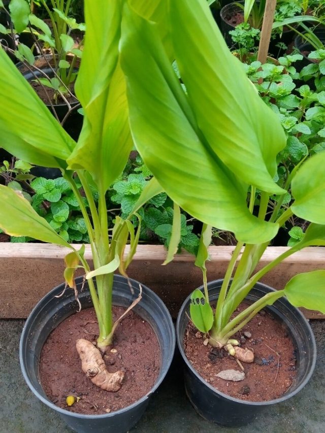 বাড়ির এই দিকে রাখুন হলুদ গাছ, তুঙ্গে থাকবে বৃহস্পতি