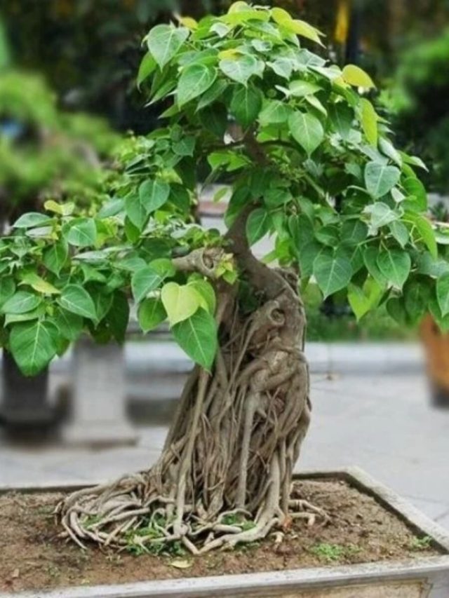 বাড়িতে অশ্বত্থের চারা নিজেই জন্মেছে, কীসের ইঙ্গিত দিচ্ছে?