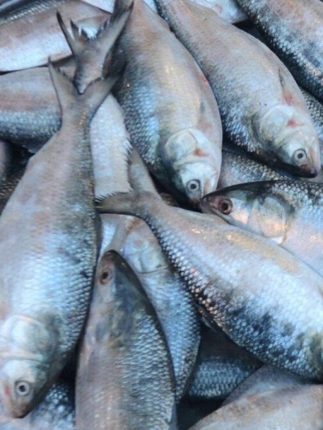 টাকা দিয়ে চন্দনা-সার্ডিন-খয়রা কিনে ঠাকবেন না, আসল ইলিশ চিনুন এই 'ট্রিকে'