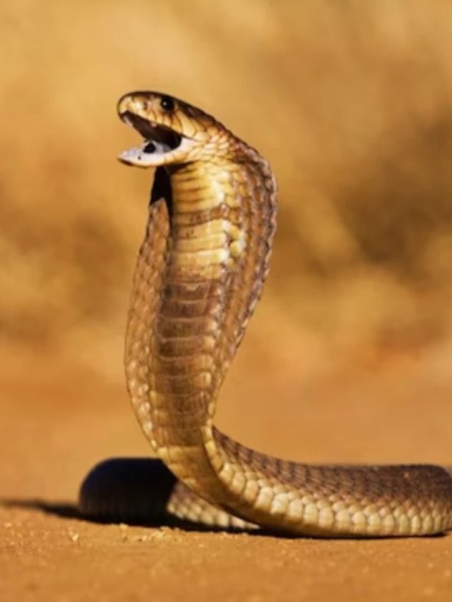 সাপে কামড়ালে এই পাতা চেবান, ৫ মিনিটেই  নামিয়ে দেবে বিষ