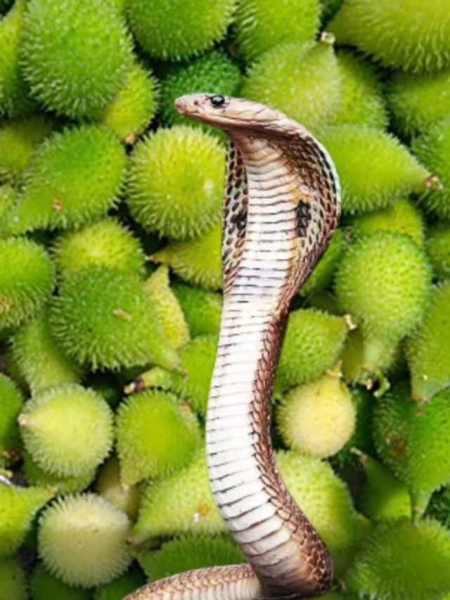 এই সবজির পাতা ৫ মিনিটে  নিংড়ে নেয় সাপের বিষ, প্রাণ বাঁচায়