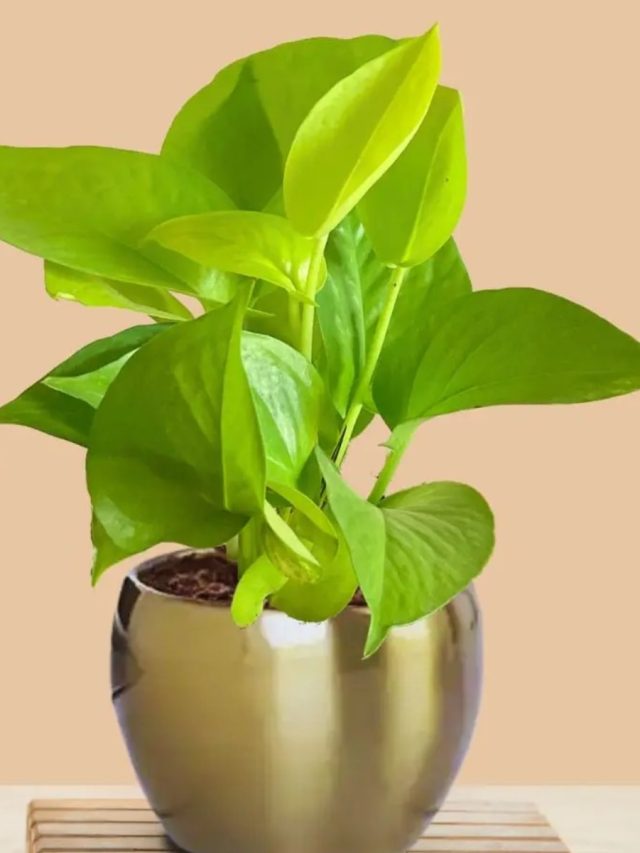 মানি প্ল্যান্ট লাগানোর  সবচেয়ে শুভ দিন এটাই, টাকায় ভরে জীবন