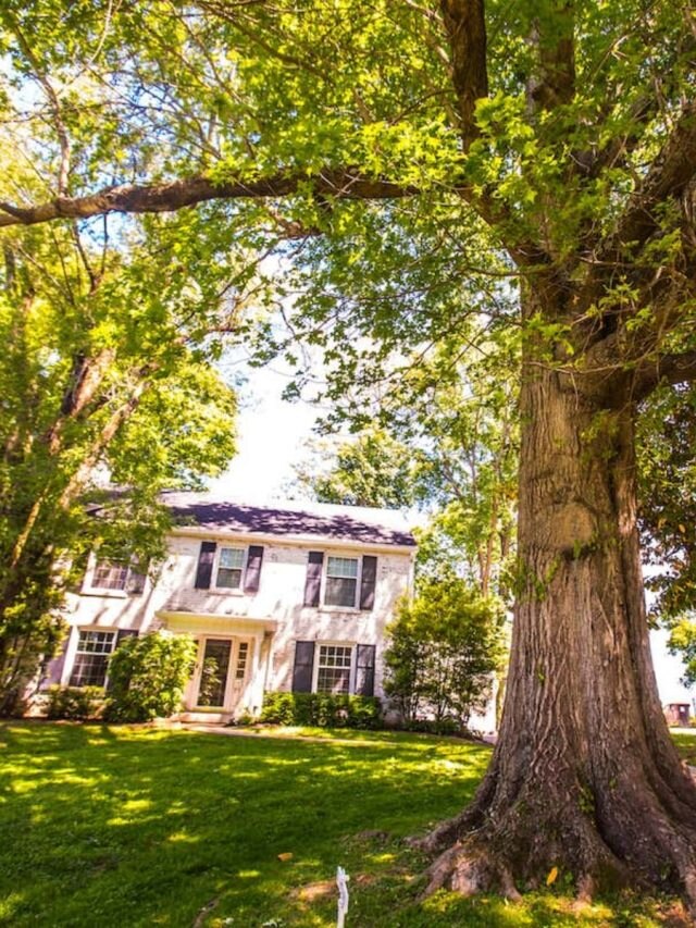 বাড়ির প্রধান দরজার সামনে বড় গাছ, বাস্তু কি বলছে জানেন?