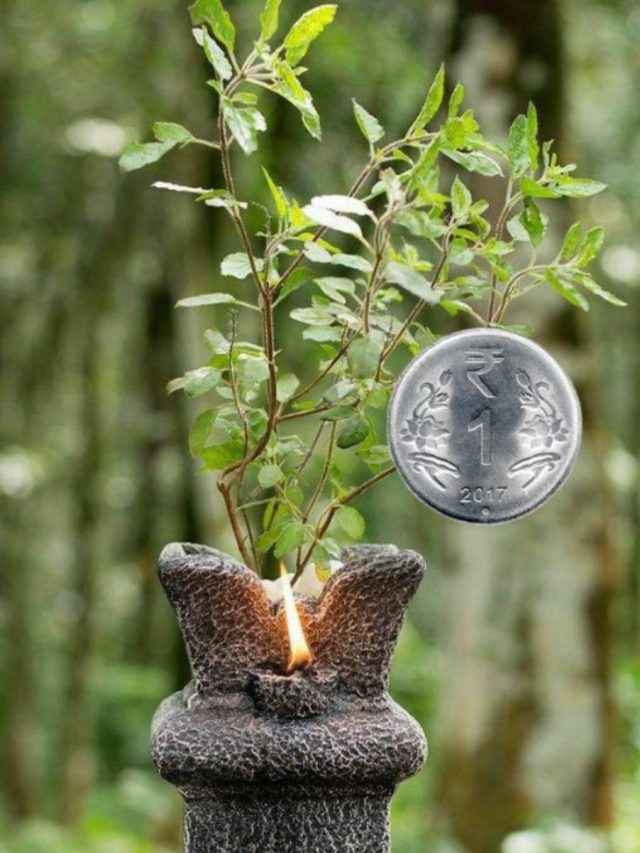 তুলসী গাছে এক টাকার কয়েন পুঁতে রাখুন, কী হয় জানেন?
