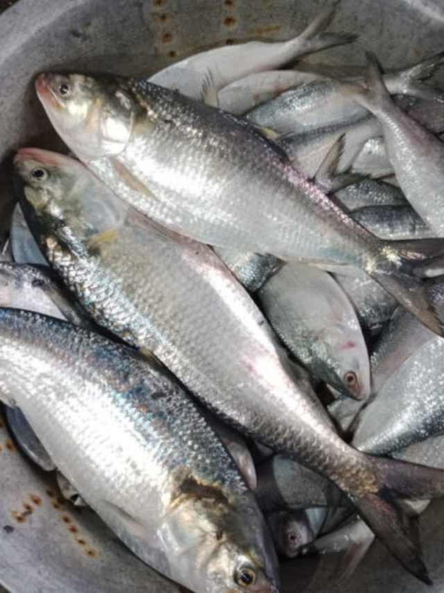 ইলিশের দামে হাতে ছ্যাঁকা! সস্তার এই মাছেই পান সেই একই  স্বাদ