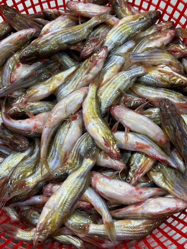 বুড়ো হতে না চাইলে নিয়মিত ট্যাংরা খান, কারণ জানলে এখনই ছুটবেন বাজারে