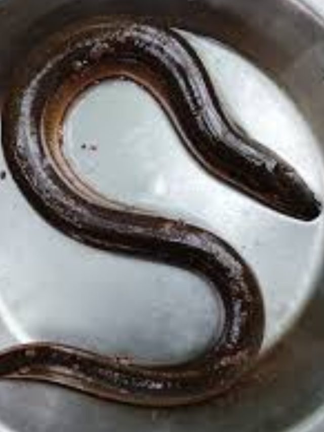 সাপ নয়, সাপের মতো দেখতে এই মাছটি চিনুন; প্রচুর গুণ