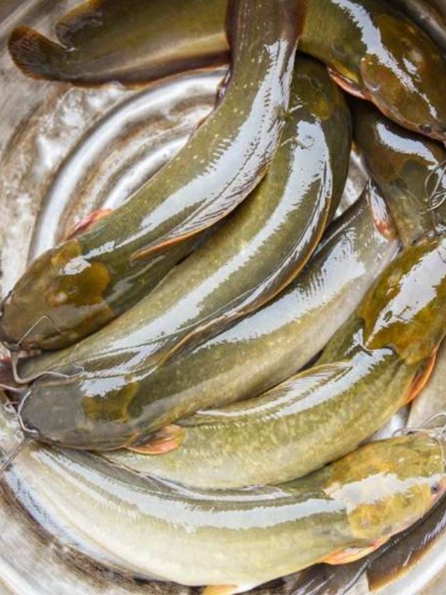 ভুলেও এই সাইজের মাগুর মাছ কিনবেন না, মারাত্মক ক্ষতিকর