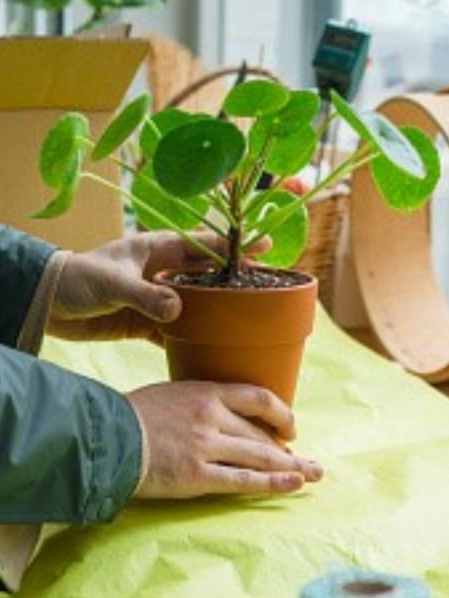 বাড়ির দক্ষিণ-পূর্ব দিকে  এই গাছ  রাখুন, জীবনের মোড় ঘোরাবে