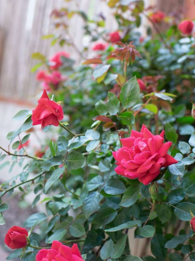 গোলাপ গাছ বাড়িতে থাকলে কী হয়? জানুন বাস্তু কী বলছে