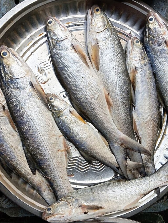 গুরজালি মাছ খেলে হার্টের রোগের ঝুঁকি বাড়ে? কী হয় শরীরে, জানুন