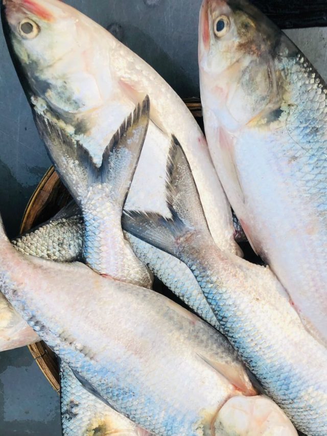 চড়া দামে  ইলিশ কিনে সার্ডিন খাচ্ছেন না তো? চিনবেন যেভাবে