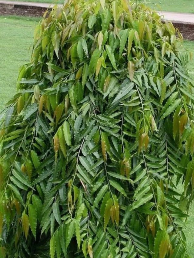 বাড়ির সামনে দেবদারু গাছ আছে? জীবনে এসব ঘটতে পারে