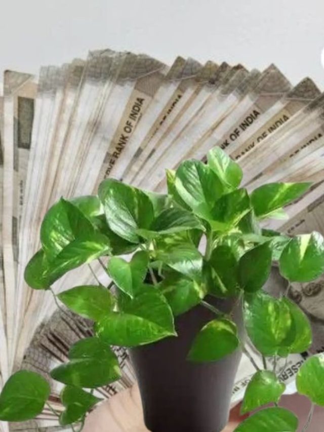 যেখানে-সেখানে নয়, বেডরুমের এখানে মানিপ্ল্যান্ট রাখলেই টাকার বৃষ্টি হয়
