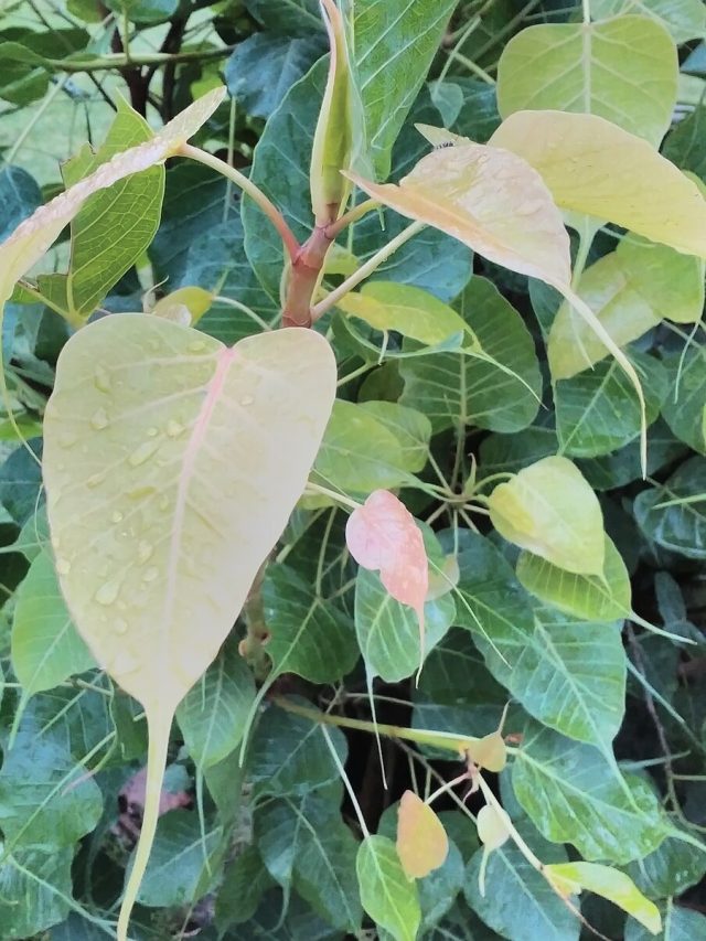 বাড়িতে অশ্বত্থের চারা কীসের ইঙ্গিত? জানুন বাস্তু মত