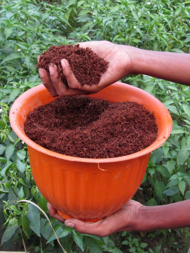 গাছের জন্য খুব ভাল সার কোকো পিট, এভাবে নিজেই  তৈরি করুন