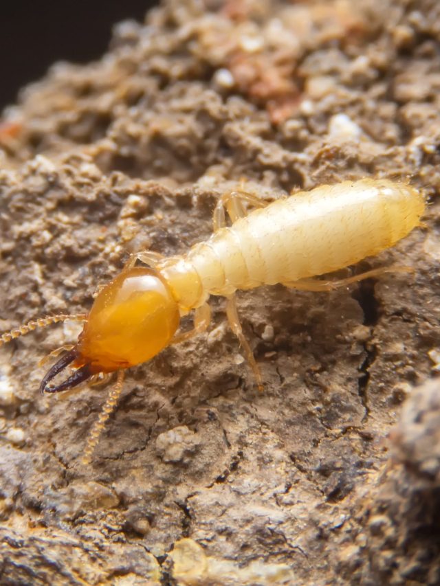 এই ওষুধ লাগালে চিরতরে দূর হবে উঁইপোকা, একটাও টিকবে না