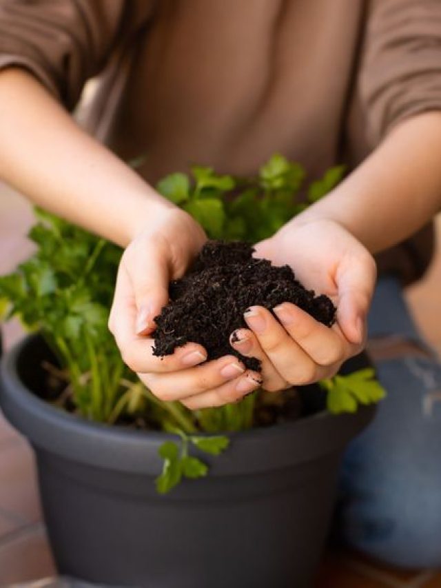 गार्डन में डालते हैं चाय की पत्ती का खाद तो हो जाएं सावधान! कहीं सूख ना जाए पौधा