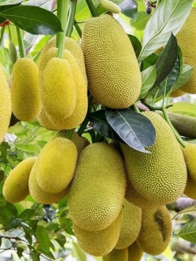 बगीचा नहीं तो कोई बात नहीं... कटहल अब गमले में ऐसे उगाएं