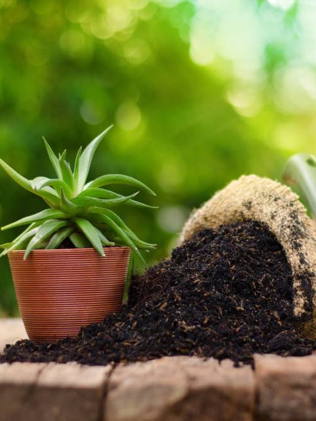 गमलों में ना डालें ज्यादा खाद-पानी, हो सकता है नुकसान