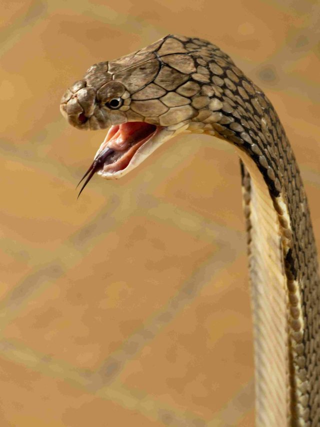 चाणक्य नीति: इन 3 चीजों से हमेशा बनाएं दूरी, बन सकती हैं मौत की वजह