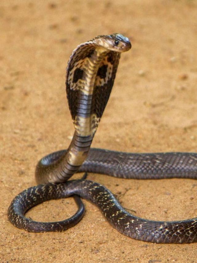 স্বপ্নে সাপ দেখা কীসের ইঙ্গিত? জানুন স্বপ্নশাস্ত্র কী বলছে