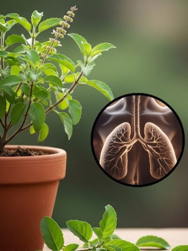 फेफड़ों की बीमारी को कहें अलविदा! 3 तरीके से तुलसी का इस्तेमाल बदल सकता है आपकी सेहत