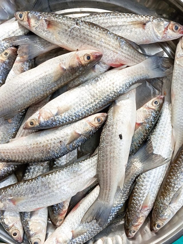 ফরম্যালিন মেশানো  বাসি মাছ, চিনিয়ে দেবে এই পতঙ্গ; টিপস