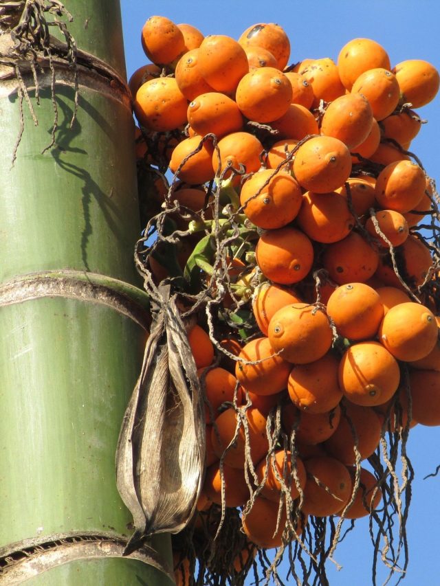 সুপুরি গাছ বাড়িতে লাগিয়ে রেখেছেন? কী হয় জানুন