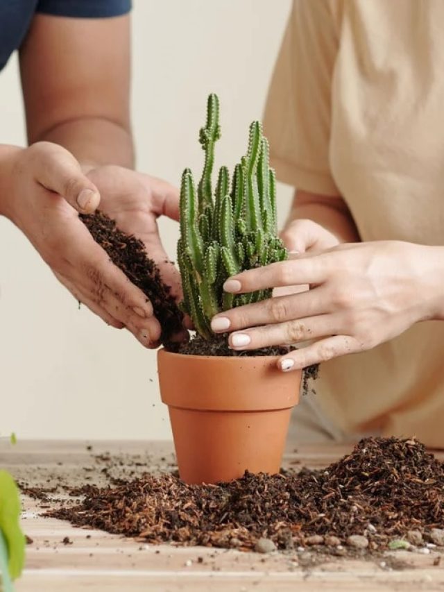 गमले में लगे पौधों को रखना है हरा-भरा, तो अभी करें ये आसान काम