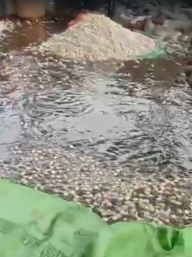 बारिश के पानी में बह गया कई क्विंटल लहसुन, किसान परेशान, देखें Video