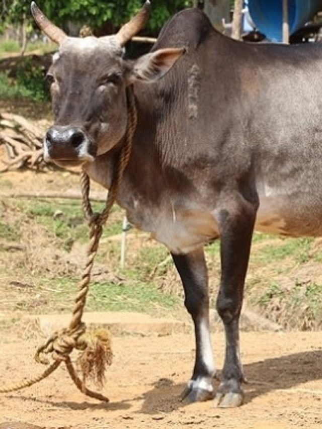 गाय-भैंस को कीड़े लगने से बचाए, यह देसी उपाय