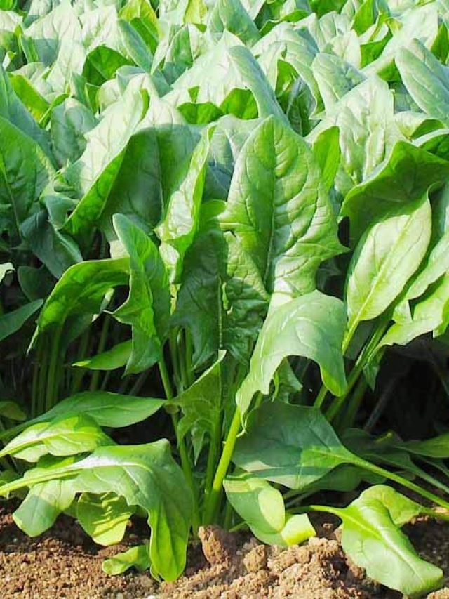 चाहते हैं जल्द तगड़ी कमाई, तो करें इस सब्जी की खेती