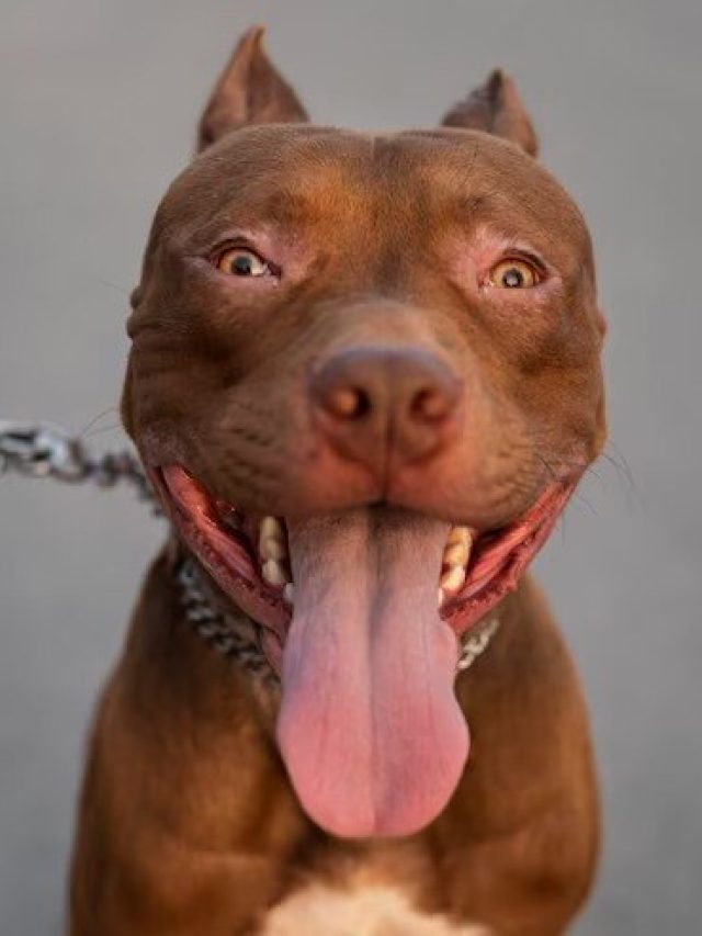 বাড়িতে নতুন হিংস্র কুকুর আনলে এভাবে সহজে বশে আনুন, উল্টো হলে বিপদ