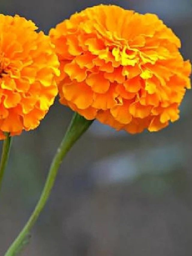 ঘরের টবে গাঁদা ফুলের গাছ লাগালে যা হয়, ভাবতেও পারবেন না