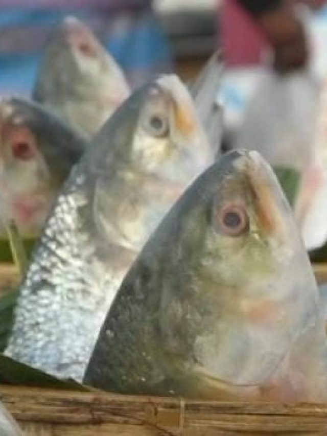 ইলিশের মাথা দিয়ে বানান সুস্বাদু ভর্তা,  আসলের চেয়ে সুদ মিষ্টি