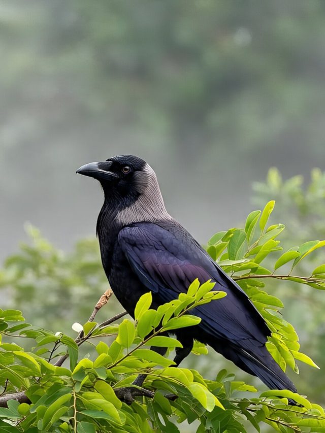 কাকের পায়খানা মাথায় পড়লে কিসের ইঙ্গিত, জেনে রাখুন