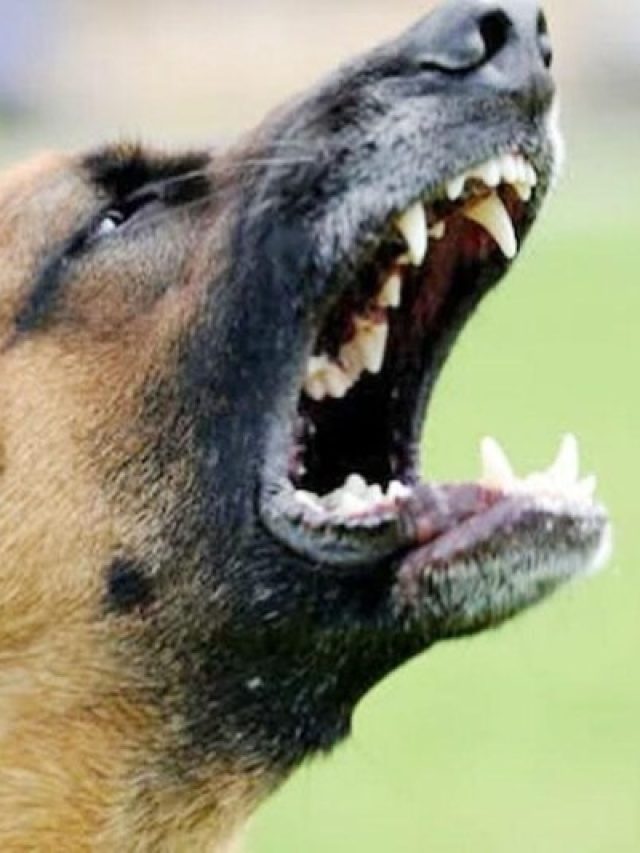 পোষ্য কুকুর কামড়াতে পারে, কীভাবে  বুঝবেন, জানুন