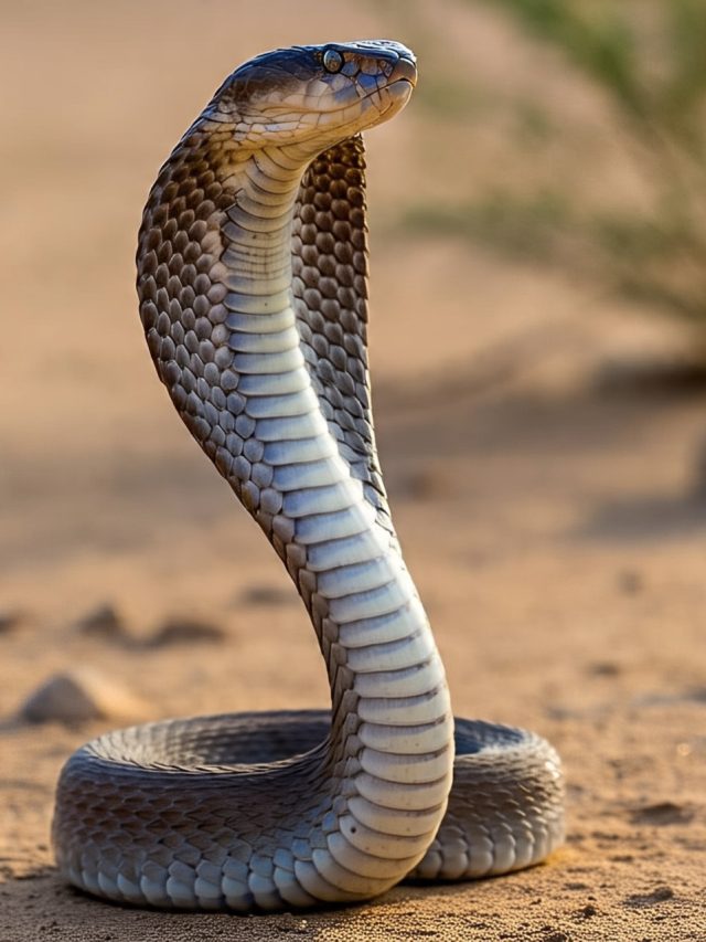 এই ছেলেমেয়েদের সাপ মারাত্মক ভয় পায়, দেখলেই  সুড়সুড় করে পালায়