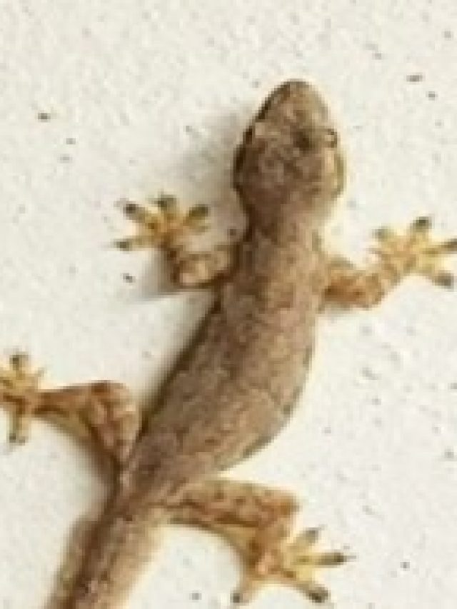 লেজ কাটা টিকটিকি ঘরে থাকা শুভ না অশুভ, জানা উচিত