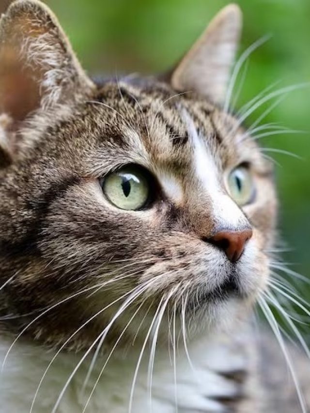 বিড়ালকে কেন বাঘের মাসি বলে, অধিকাংশ মানুষই জানেন না