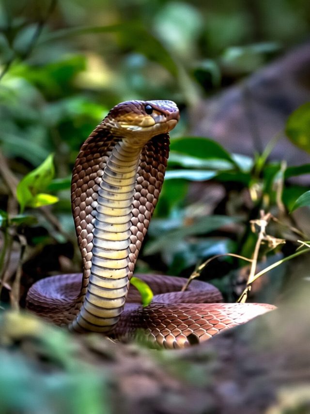 সাপ বাপ বাপ বলে পালাবে, এই পাতা রেখে দিন শুধু