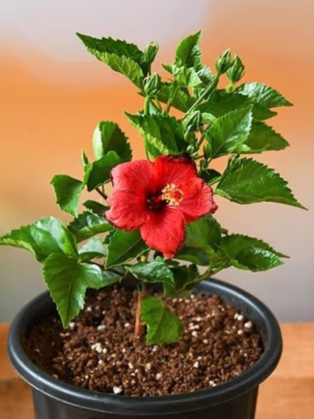 জবা গাছে ফুল ফুটছে না? জলে এই জিনিসটা মিশিয়ে গোড়াতে দিলেই কাজ